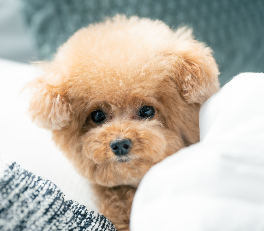 犬の手